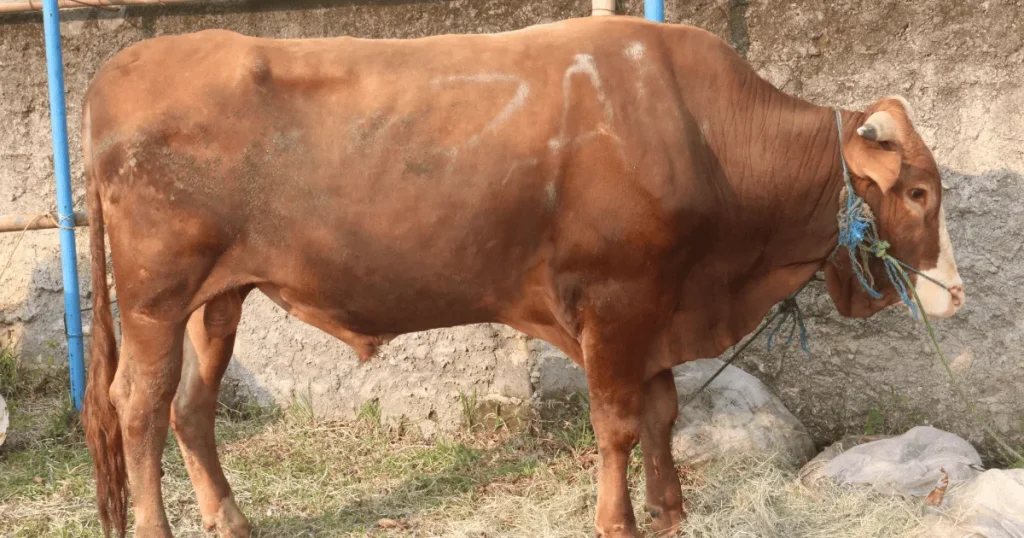 eid al adha in oman-Bakra eid