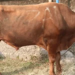 eid al adha in oman-Bakra eid